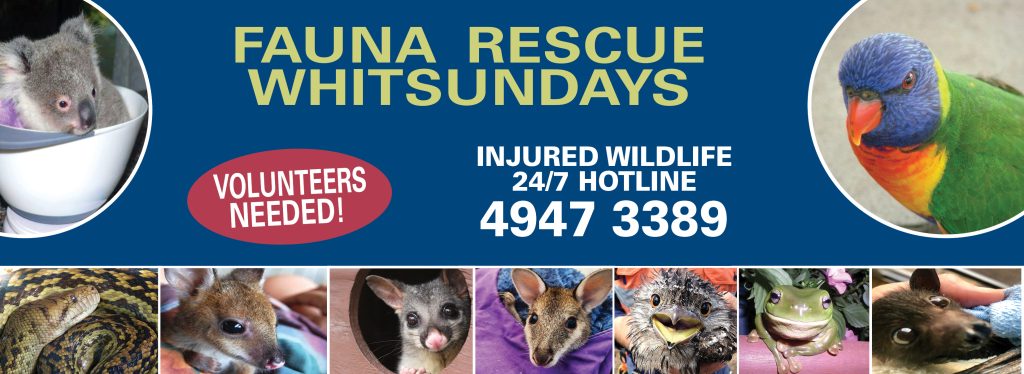 Fauna Rescue Whitsundays