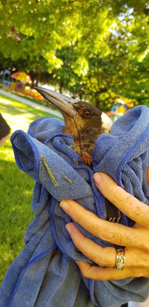 Fauna Rescue Whitsundays