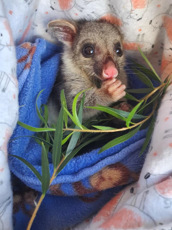 Fauna Rescue Whitsundays